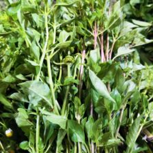 ALBAHACA
