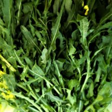ARUGULA BABY