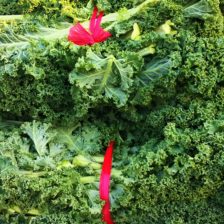 KALE