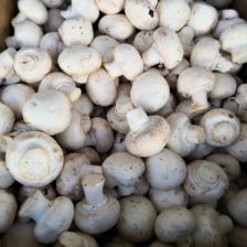 CHAMPINON BOTON