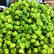 CHILE HABANERO VERDE