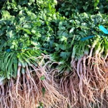 CILANTRO