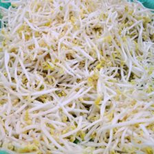 GERMEN DE SOYA