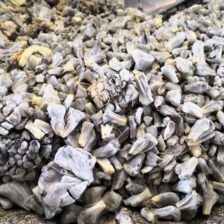 HUITLACOCHE