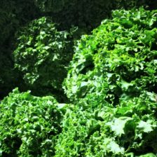 LECHUGA ITALIANA