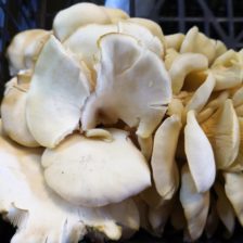 SETA BLANCA
