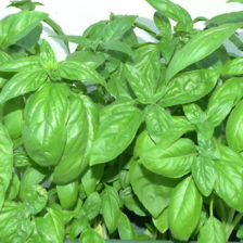 ALBAHACA ITALIANA