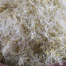 GERMEN DE ALFALFA