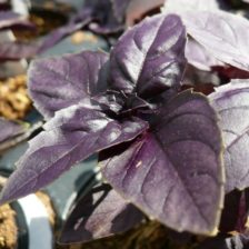 ALBAHACA MORADA