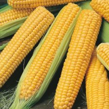 ELOTE AMARILLO (3PZA)