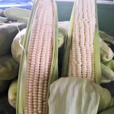 ELOTE