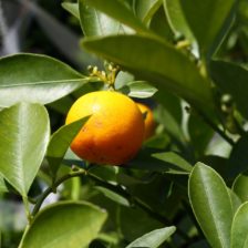 HOJA DE NARANJO