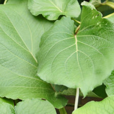 HOJA SANTA