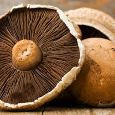 HONGO PORTOBELLO