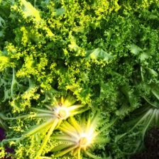 LECHUGA ESCAROLA
