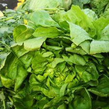 LECHUGA FRANCESA