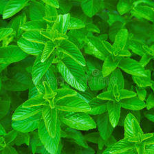 MENTA VERDE