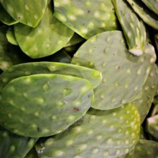 NOPAL