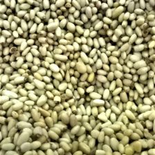 PIÑON BLANCO