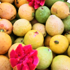 GUAYABA ROSA